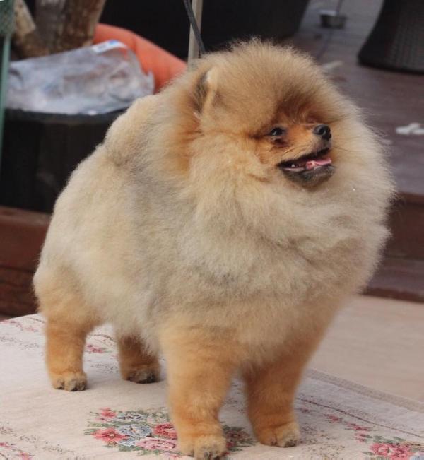 Pomsadmirer's Parkstone Warrior | Pomeranian 