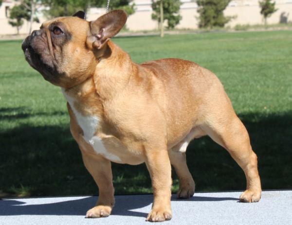 Cedarbar's Excaliber of Chavez | French Bulldog 