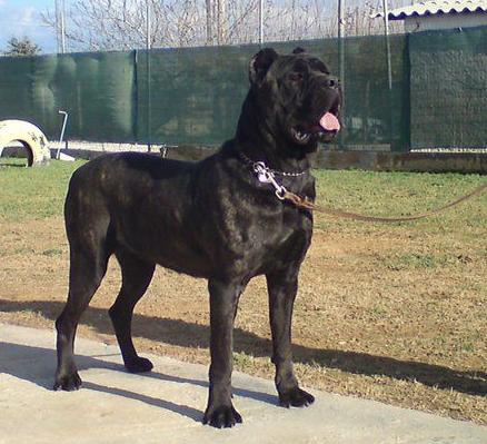 PASSIONE PER CANE CORSO IRA | Cane Corso 