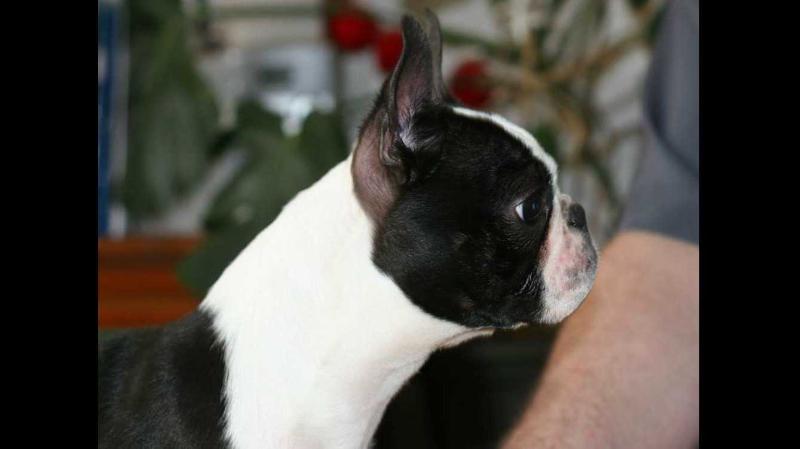 Just Legend des gardiens du Bois Clerbault | Boston Terrier 