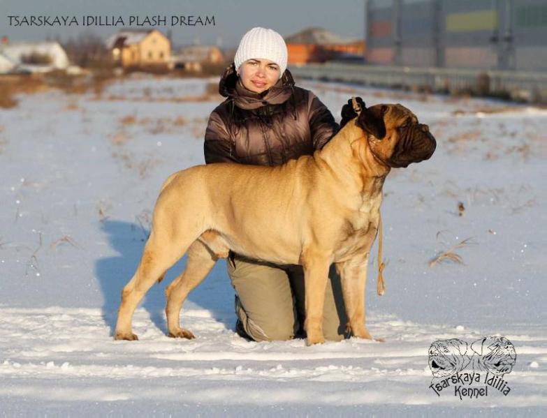 Tsarskaya Idilla PLASH DREAM | Bullmastiff 