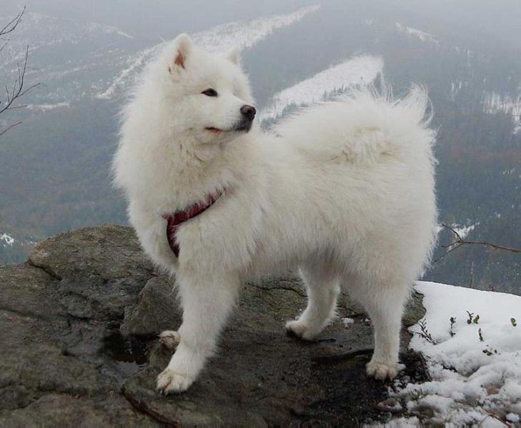 VIENNA OF JIP The Glow Of The Snowy Star | Samoyed 