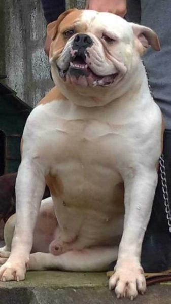 Tyson dos Arrifes | American Bulldog 