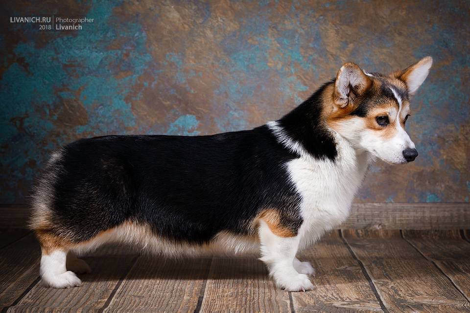 Red Deller Jenevieva | Pembroke Welsh Corgi 