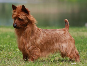 Silhill Red Rock at Sherex | Australian Terrier 