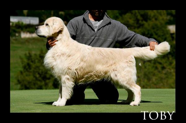 Remington Ringmaster | Golden Retriever 