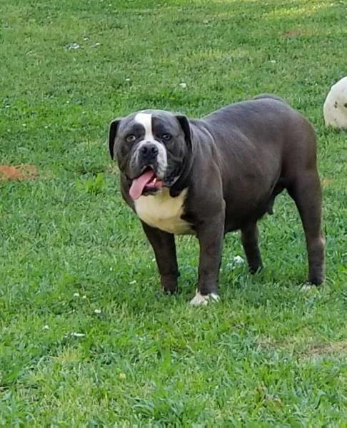 Redclay's BlueFlame | Olde English Bulldogge 