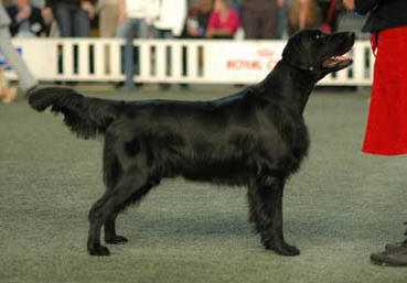 Almanza Ragamuffin | Flat-Coated Retriever 