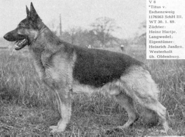 Titus vom Eschenzweig | German Shepherd Dog 