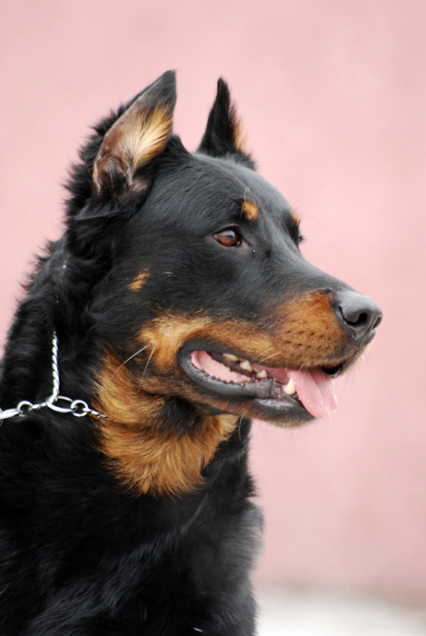 Boomer des Marais du Diable | Beauceron 