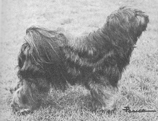 LUNEVILLE PRINCE KHAN | Tibetan Terrier 