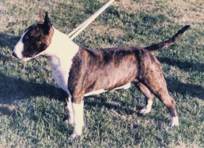 Vitus Imperator | Bull Terrier 