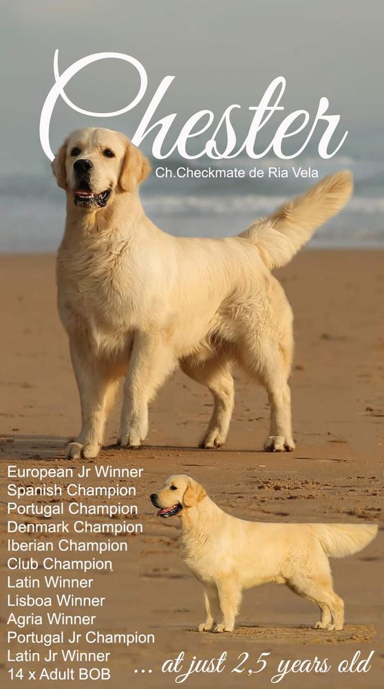 Checkmate de Ria Vela | Golden Retriever 