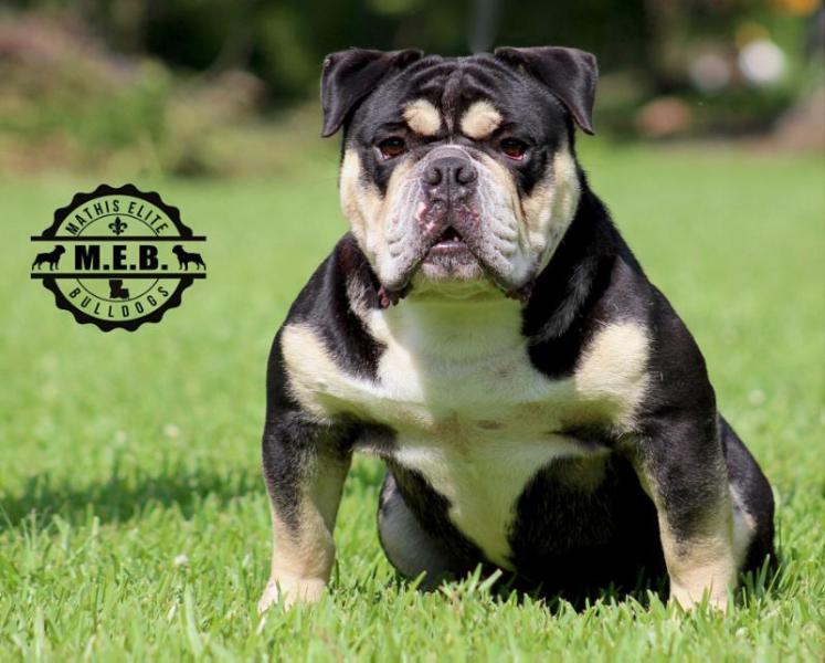 MEB Hebrew of Sartains | Olde English Bulldogge 