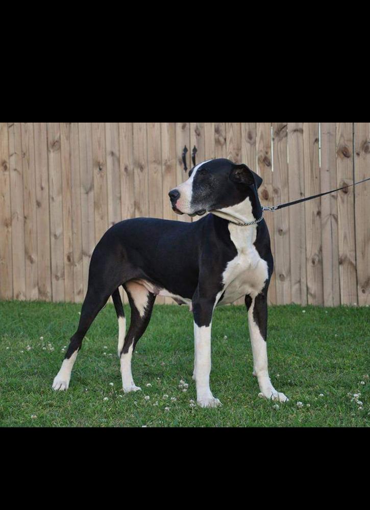 Clark's Dana | Great Dane 