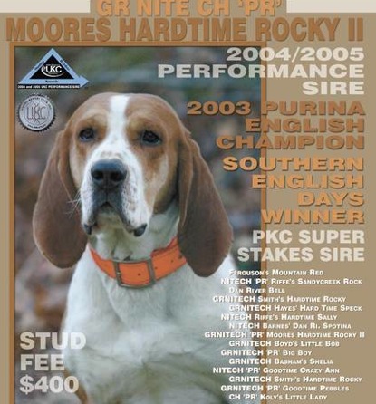 Moore's Hardtime Rocky II | American English Coonhound 