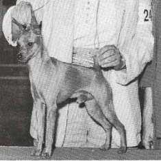 Whitehouse's Top Gun | Miniature Pinscher 