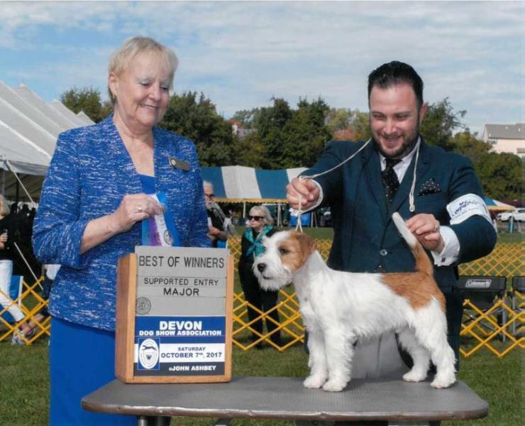 Granlasco Belamax A Beautiful Bad Boy | Jack Russell Terrier 