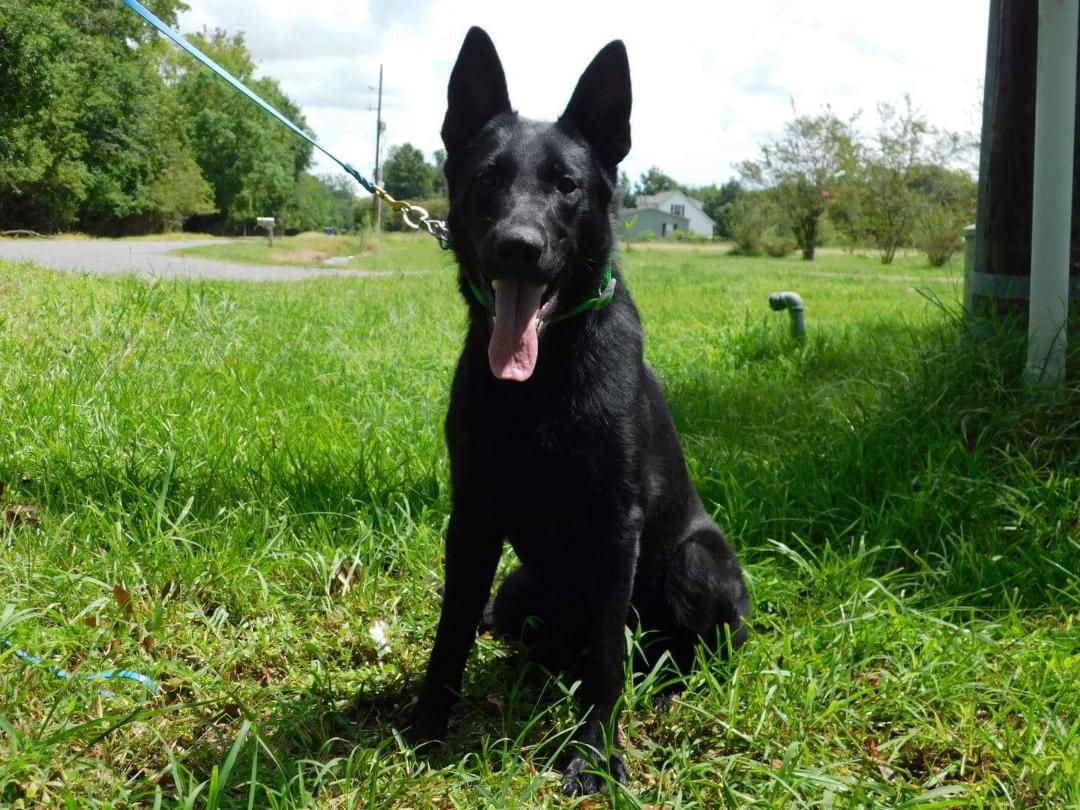 Storm Von Finster | German Shepherd Dog 