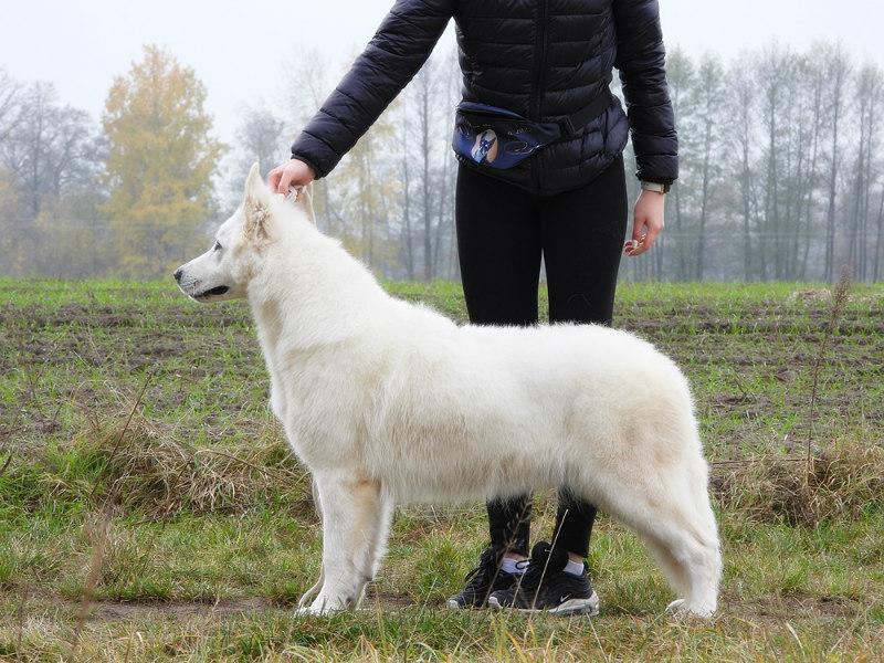 Unna Sivacki Biser | White Swiss Shepherd Dog 