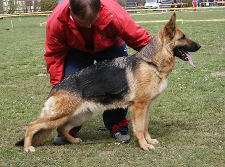 Rhonya von Pritoria | German Shepherd Dog 