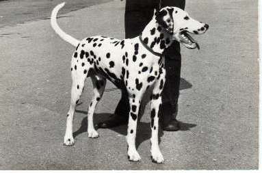 Edelstein von Waldhagen | Dalmatian 