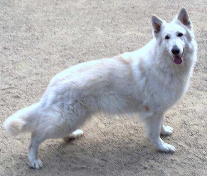 Momizi vom Weissen Zwinger | White Swiss Shepherd Dog 