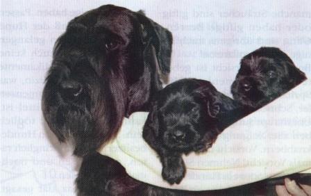 Eshta vom Prinzesshof | Giant Schnauzer 