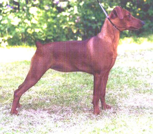 Dorthonion MERIMAC AT LANKIRK | German Pinscher 