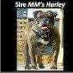 MM's Harley | Olde English Bulldogge 