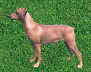 JANETTE Rozarka | German Pinscher 