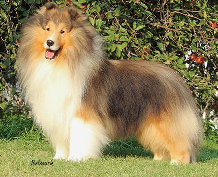 Barwood Sound Sensation | Shetland Sheepdog 