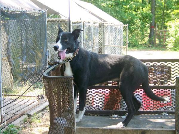 Snow Hill Mollie | Border Collie 