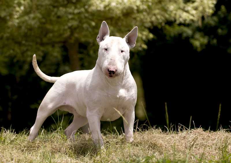 Gran Misae Garlick de Thud &amp; Cuddles | Bull Terrier 