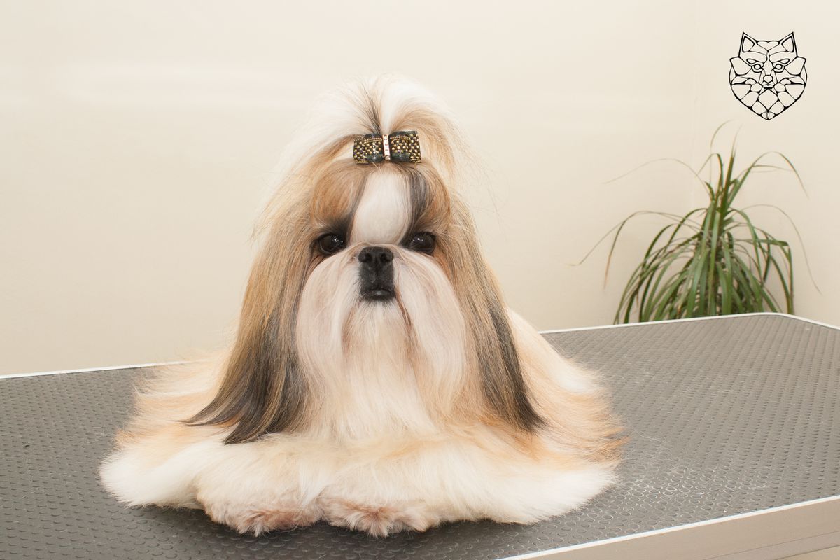 FREAKSHOW GENEVA | Shih Tzu 