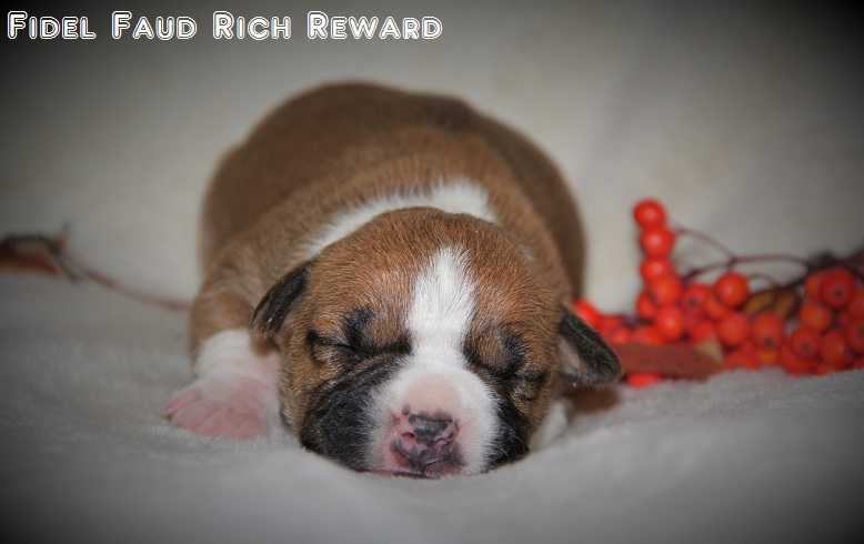 Fidel Faud Rich Reward | American Staffordshire Terrier 