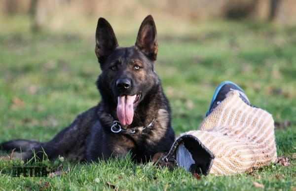 Wiktor Leryka | German Shepherd Dog 