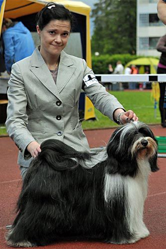 ARAKI ADREAM COMTRU | Tibetan Terrier 