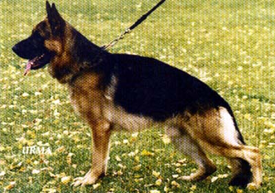 Mark vom Kellerbug | German Shepherd Dog 