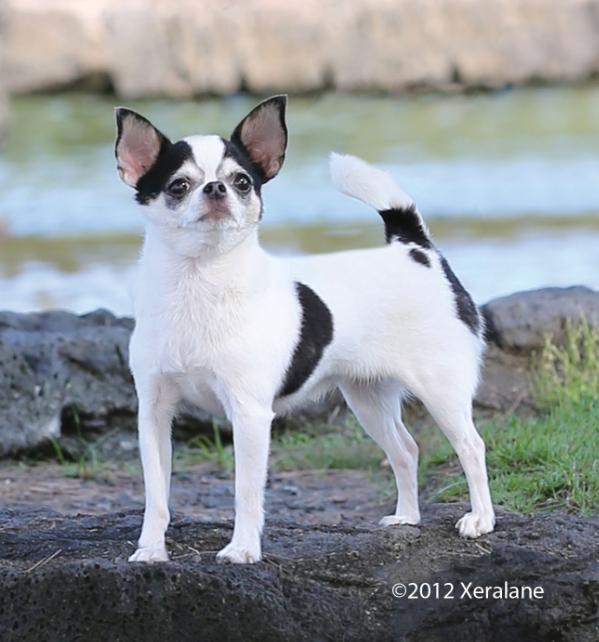 DTL Regal Regina | Chihuahua 