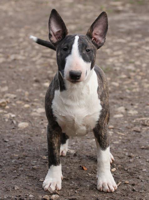 Trick Or Treat Savoy Truffle | Bull Terrier 