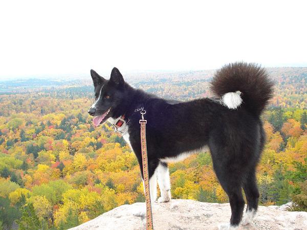 Runningbeardogs Tuuli | Karelian Bear Dog 