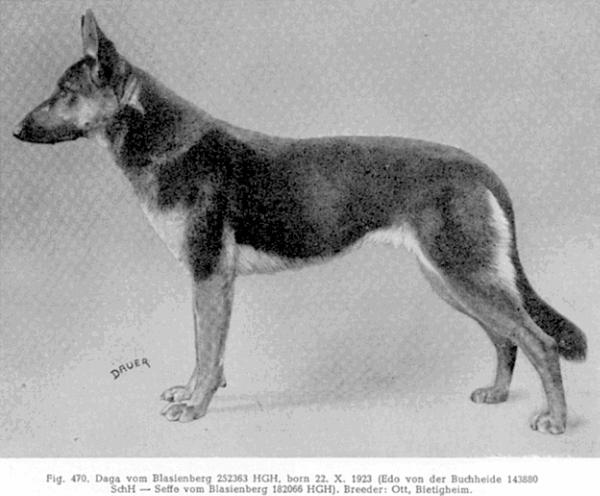 Daga vom Blasienberg | German Shepherd Dog 