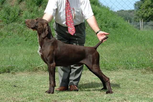 Malomkozi Delceg | German Shorthaired Pointer 