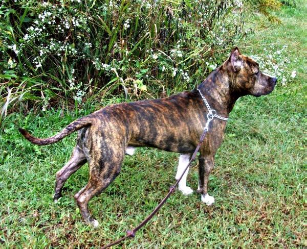 Dapple Hills Ringo's Solo Sindelar | American Staffordshire Terrier 