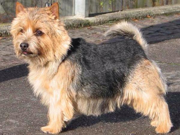 Abraxas E.T.'s Elliott | Norwich Terrier 