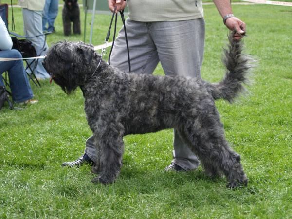 Flabuvi Dogs Adri | Bouvier des Flandres 