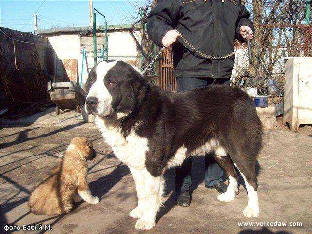 Dzhafar Sokolovskiy | Central Asian Shepherd Dog 