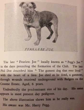 Fearless Joe | Staffordshire Bull Terrier 