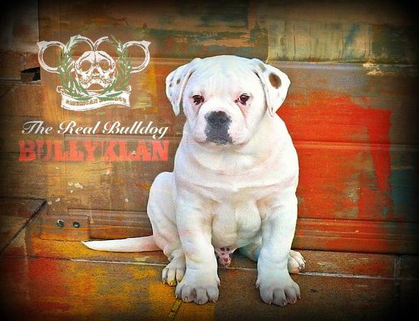 Bullyklan Bravo | American Bulldog 